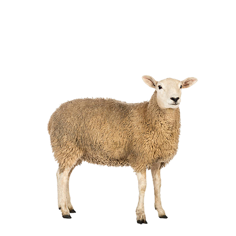 Lamb